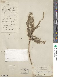Phyllanthus parvifolius image