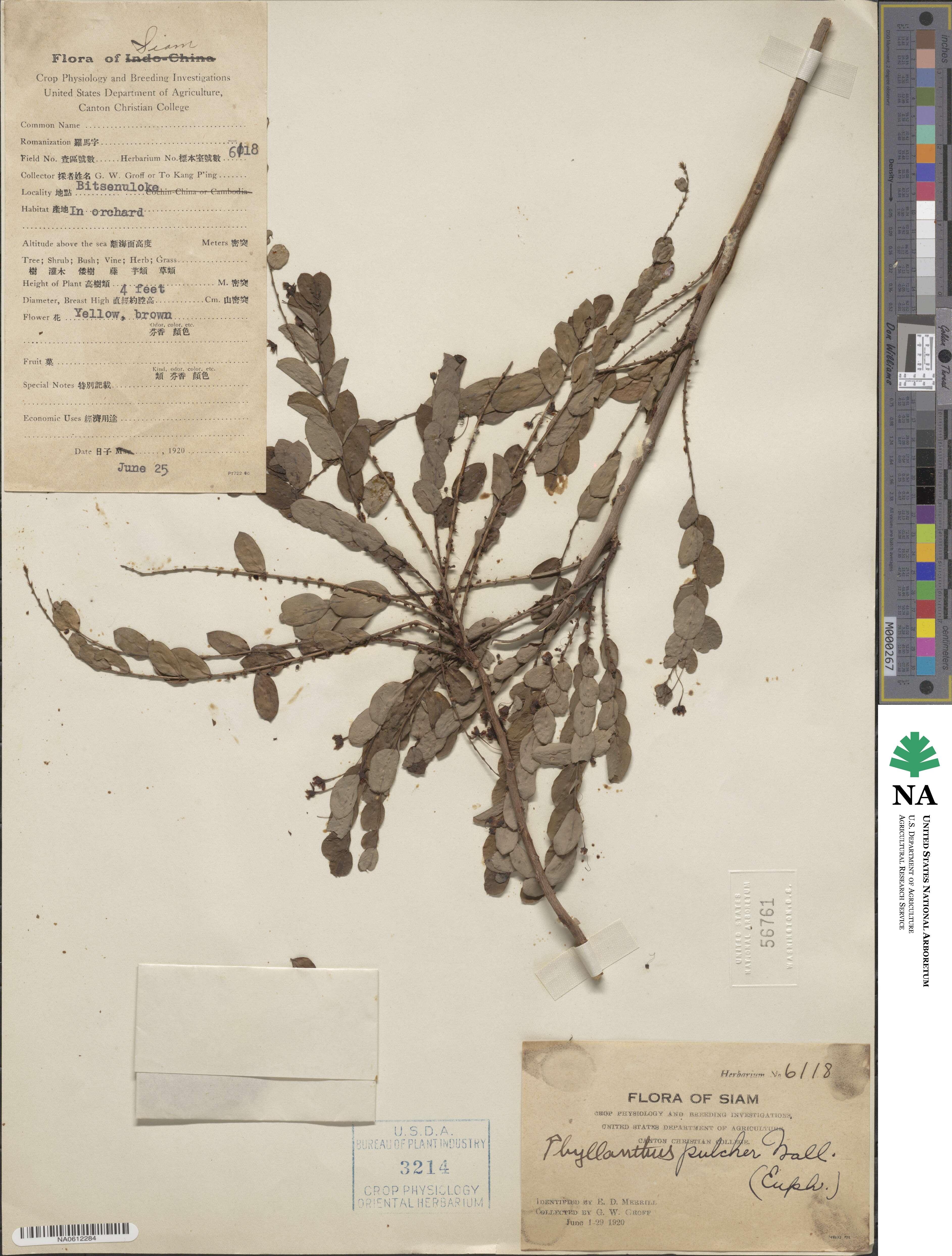 Phyllanthus pulcher image