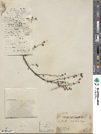 Phyllanthus reticulatus image