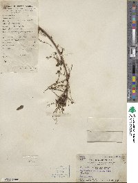Phyllanthus reticulatus image