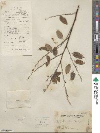 Phyllanthus reticulatus image