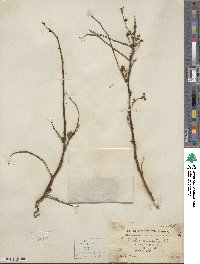 Phyllanthus reticulatus image