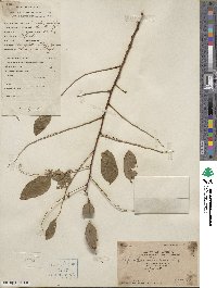 Phyllanthus reticulatus image