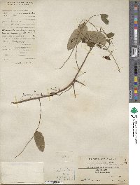 Phyllanthus reticulatus image