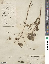 Phyllanthus reticulatus image