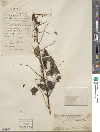 Phyllanthus reticulatus image