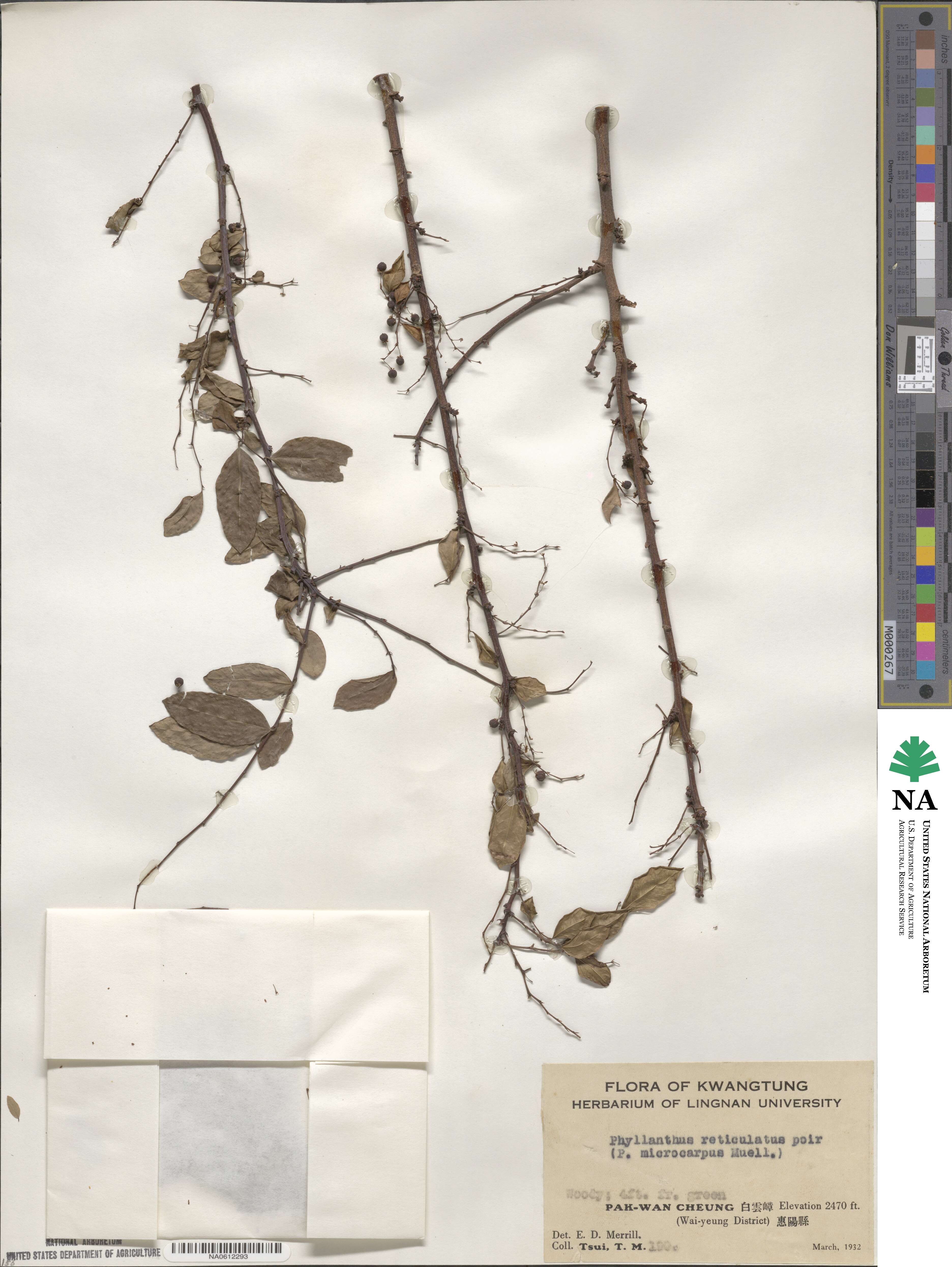 Phyllanthus reticulatus image