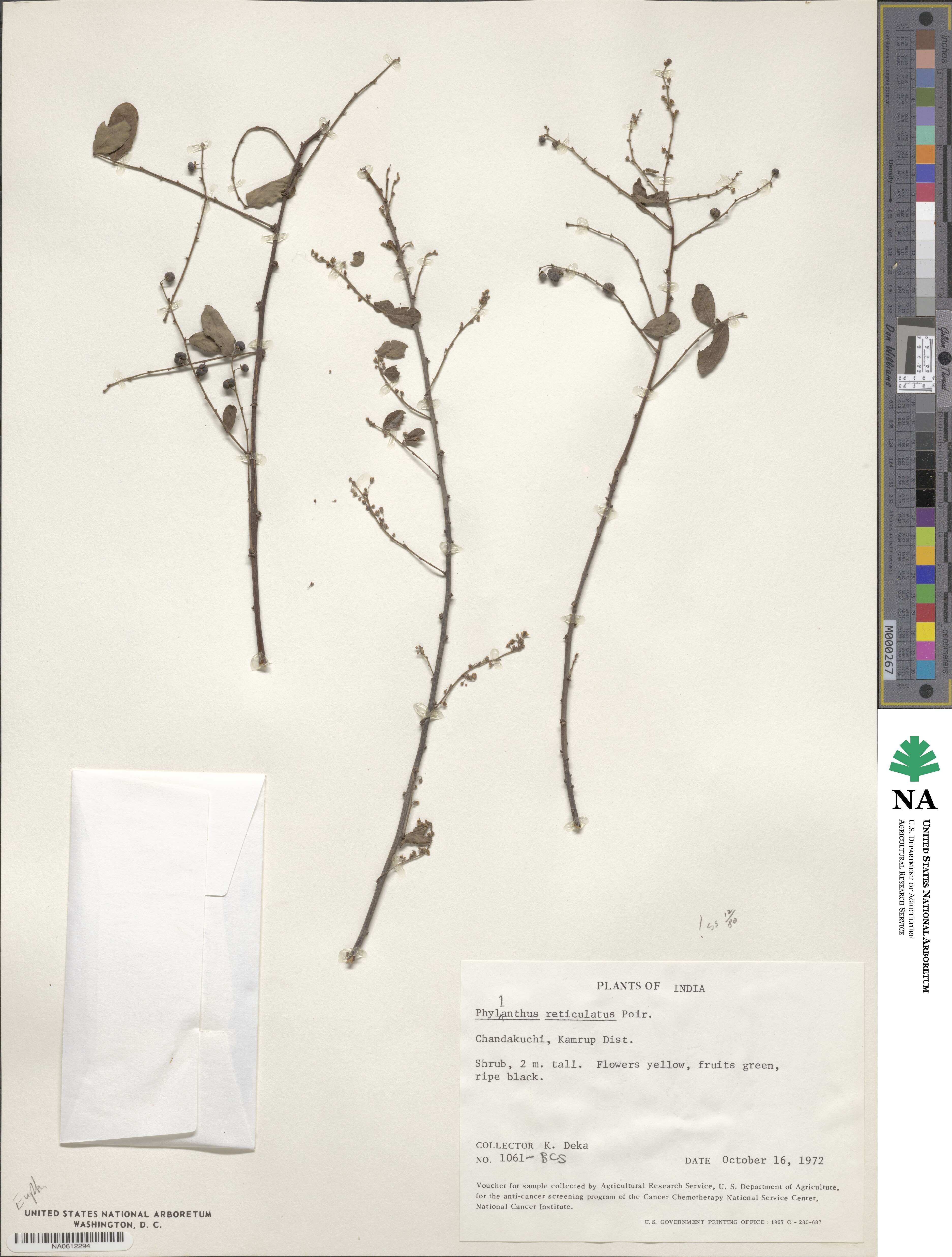 Phyllanthus reticulatus image