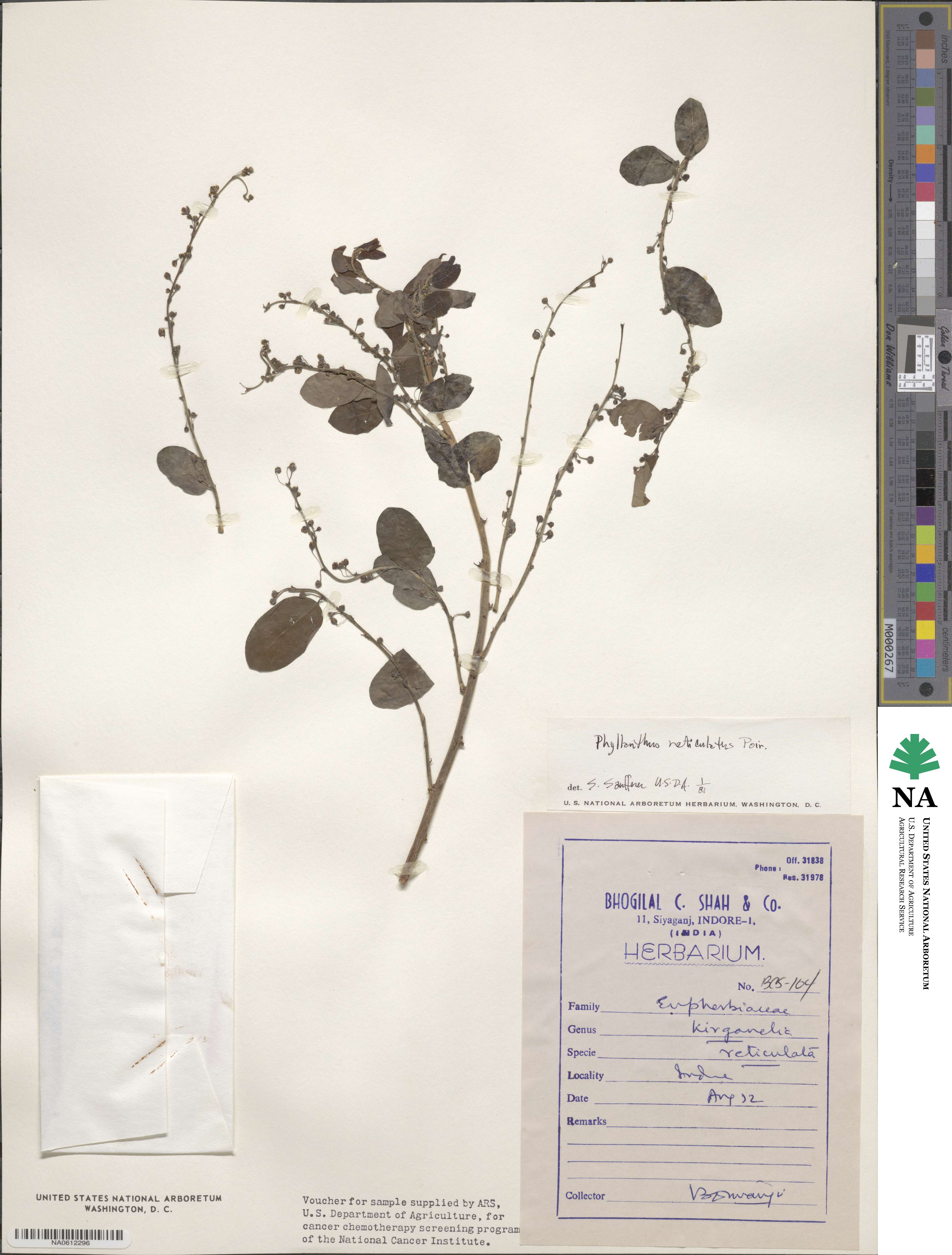 Phyllanthus reticulatus image