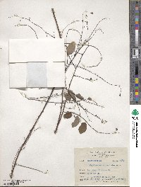 Phyllanthus reticulatus image