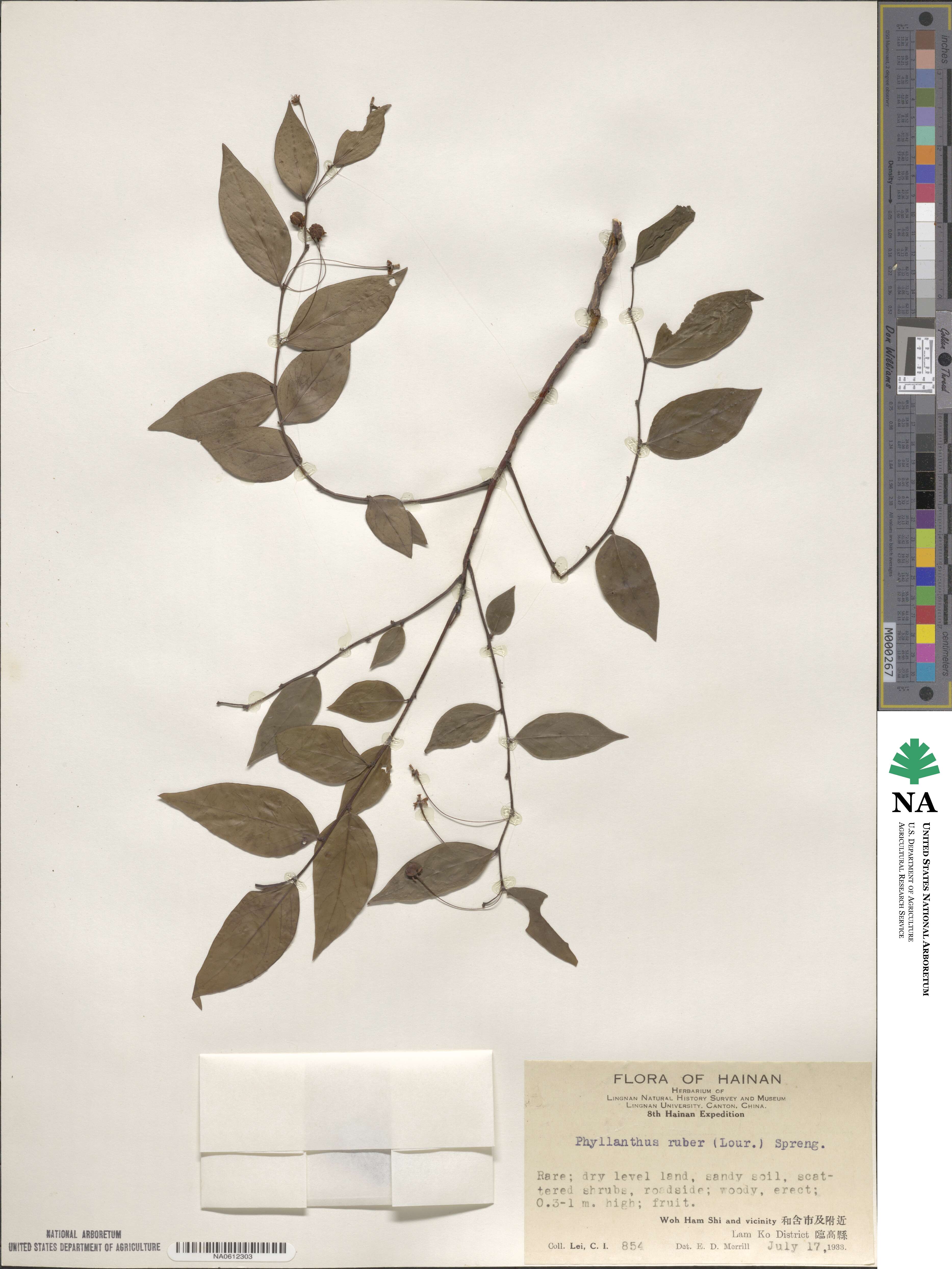 Phyllanthus ruber image