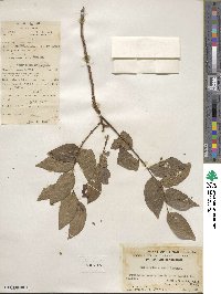 Phyllanthus ruber image