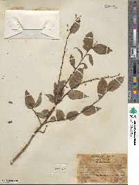 Phyllanthus ruber image