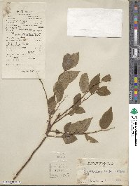 Phyllanthus ruber image