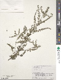Phyllanthus tenellus image