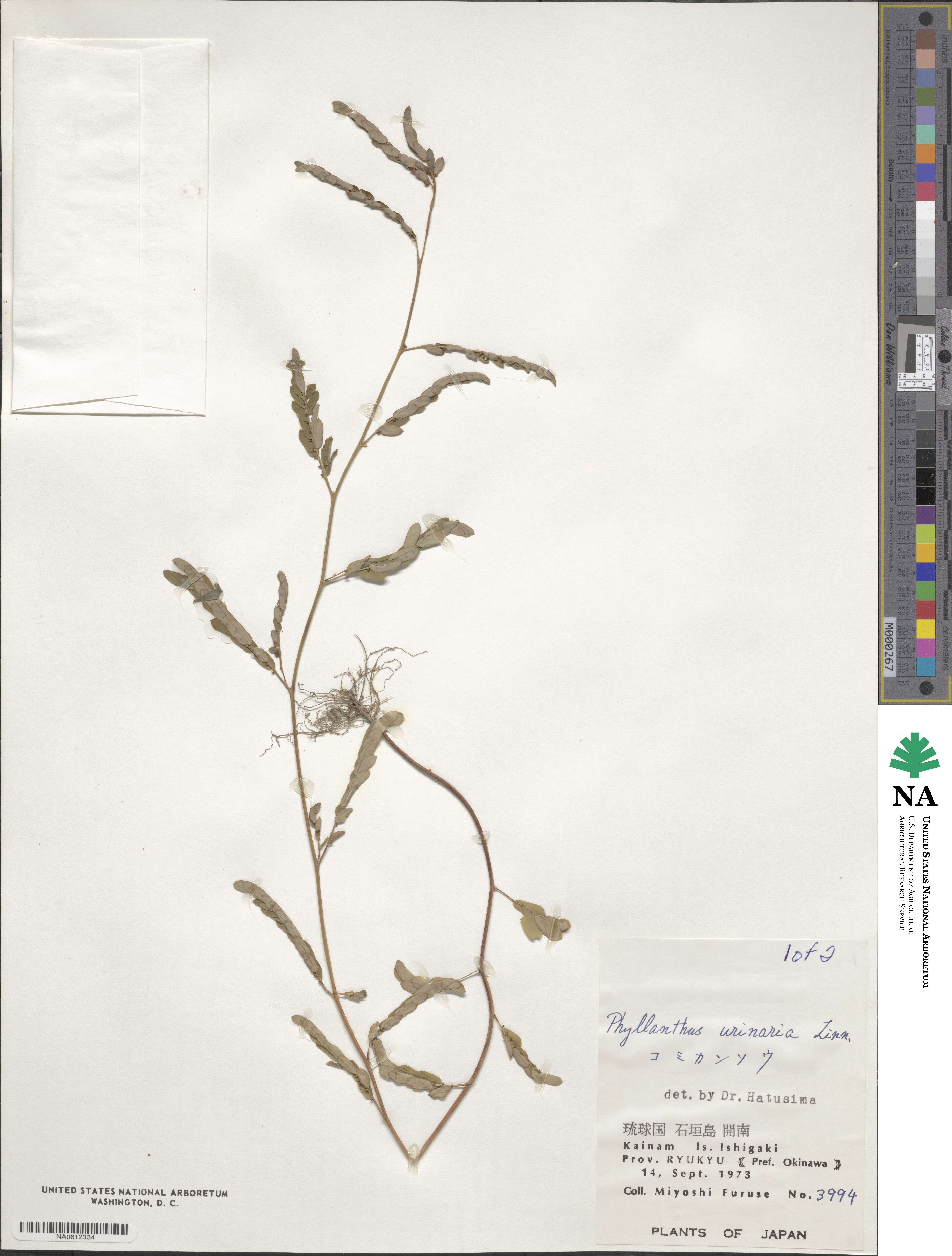 Phyllanthus urinaria image