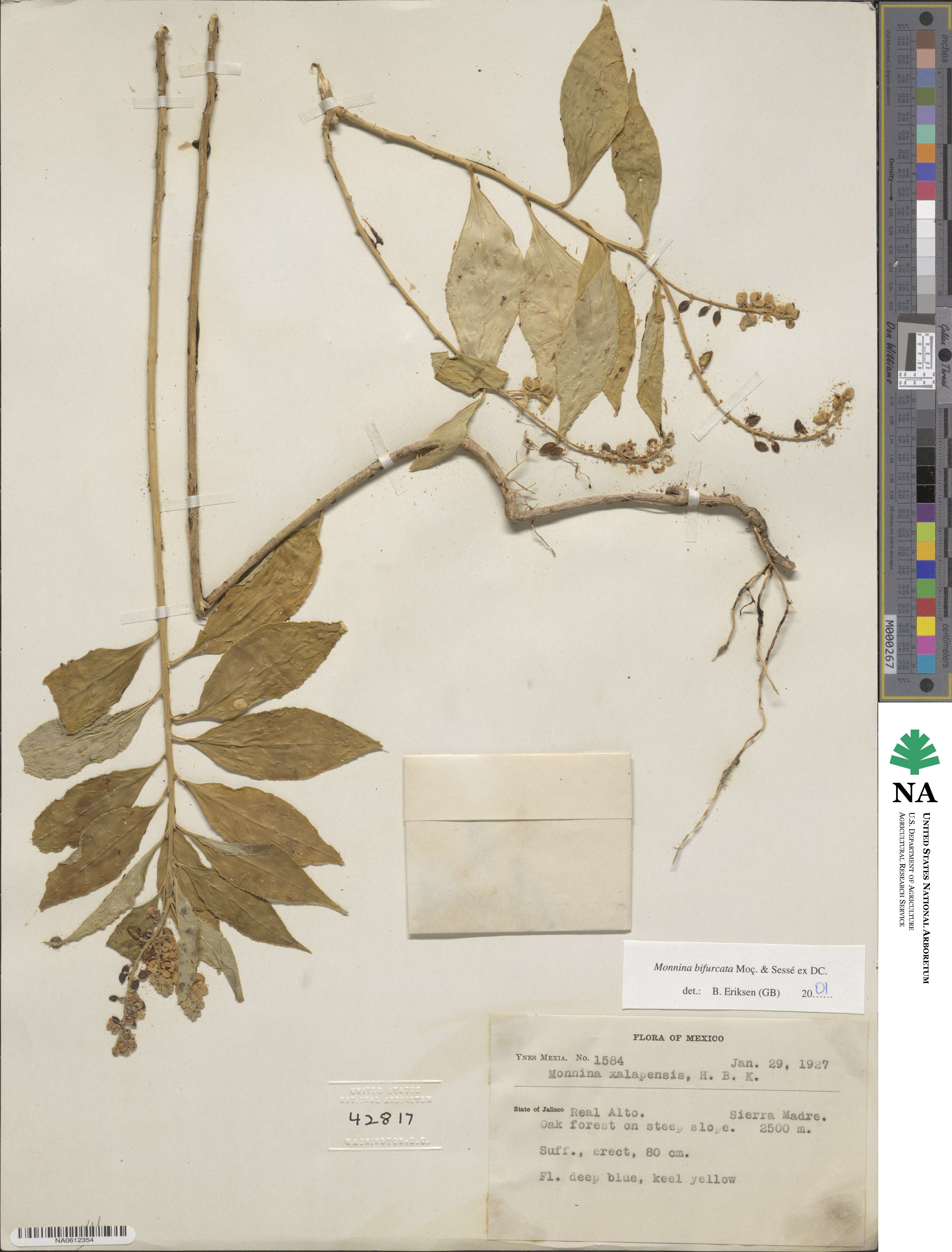 Monnina xalapensis image