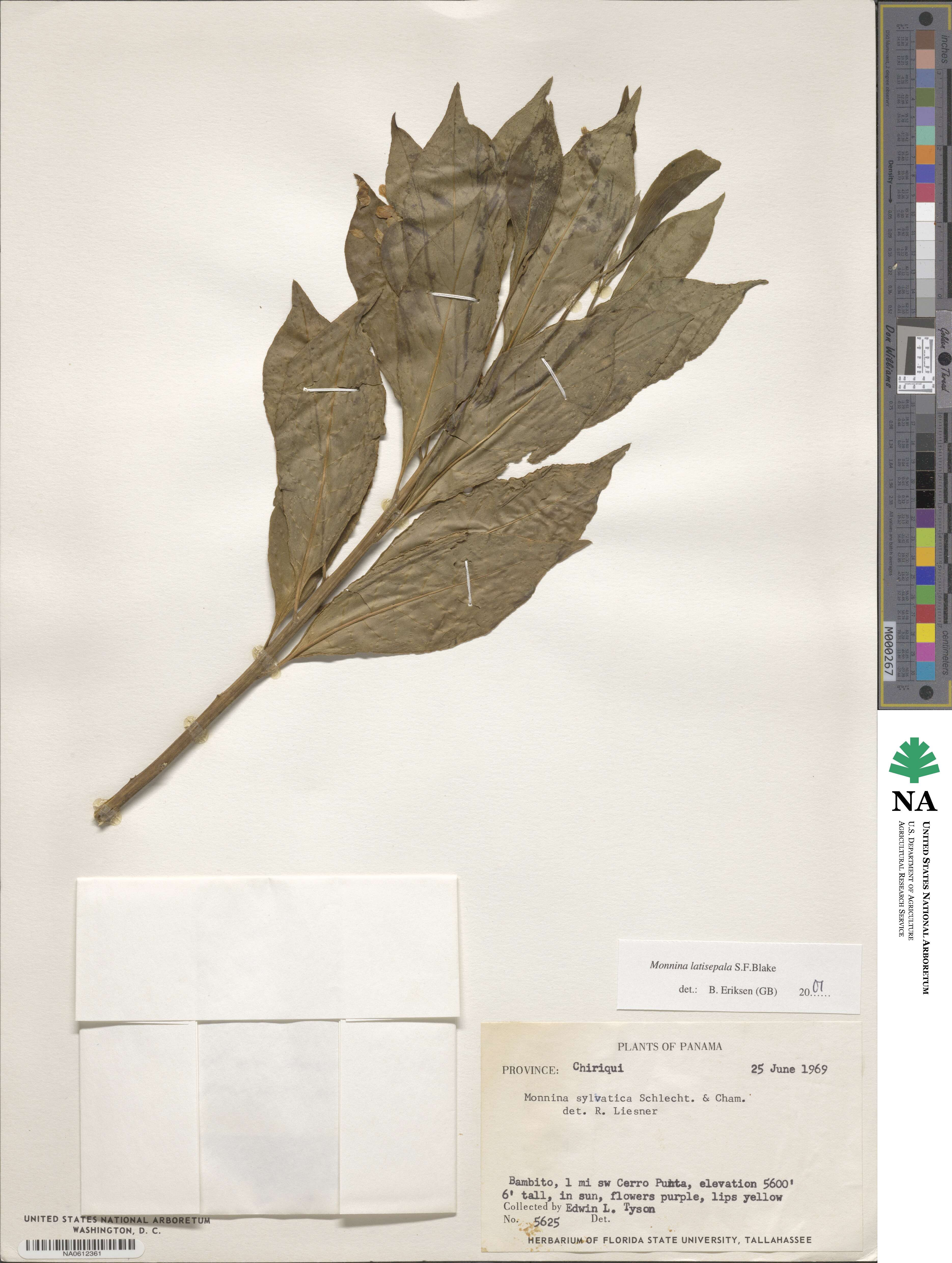 Monnina xalapensis image
