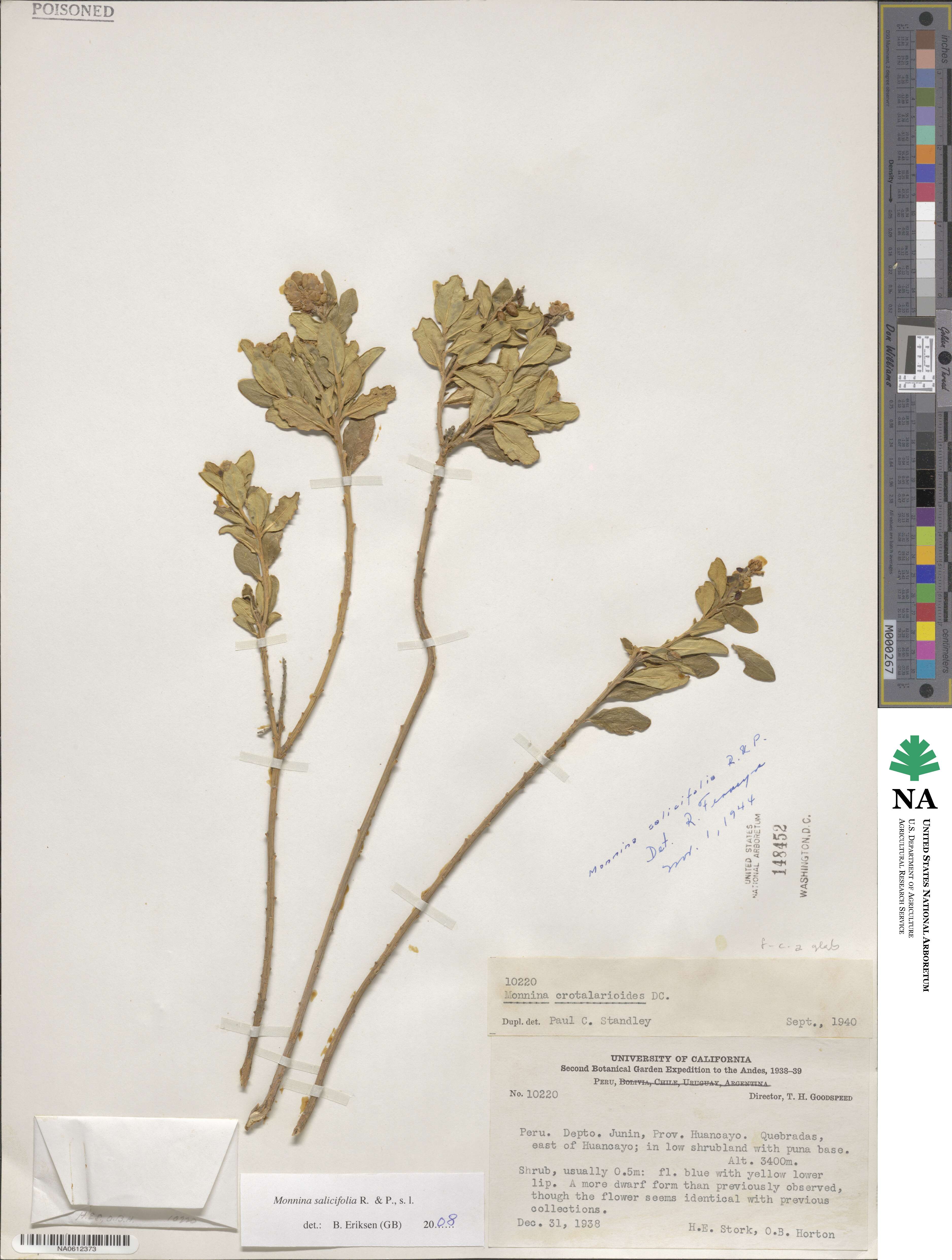 Monnina salicifolia image