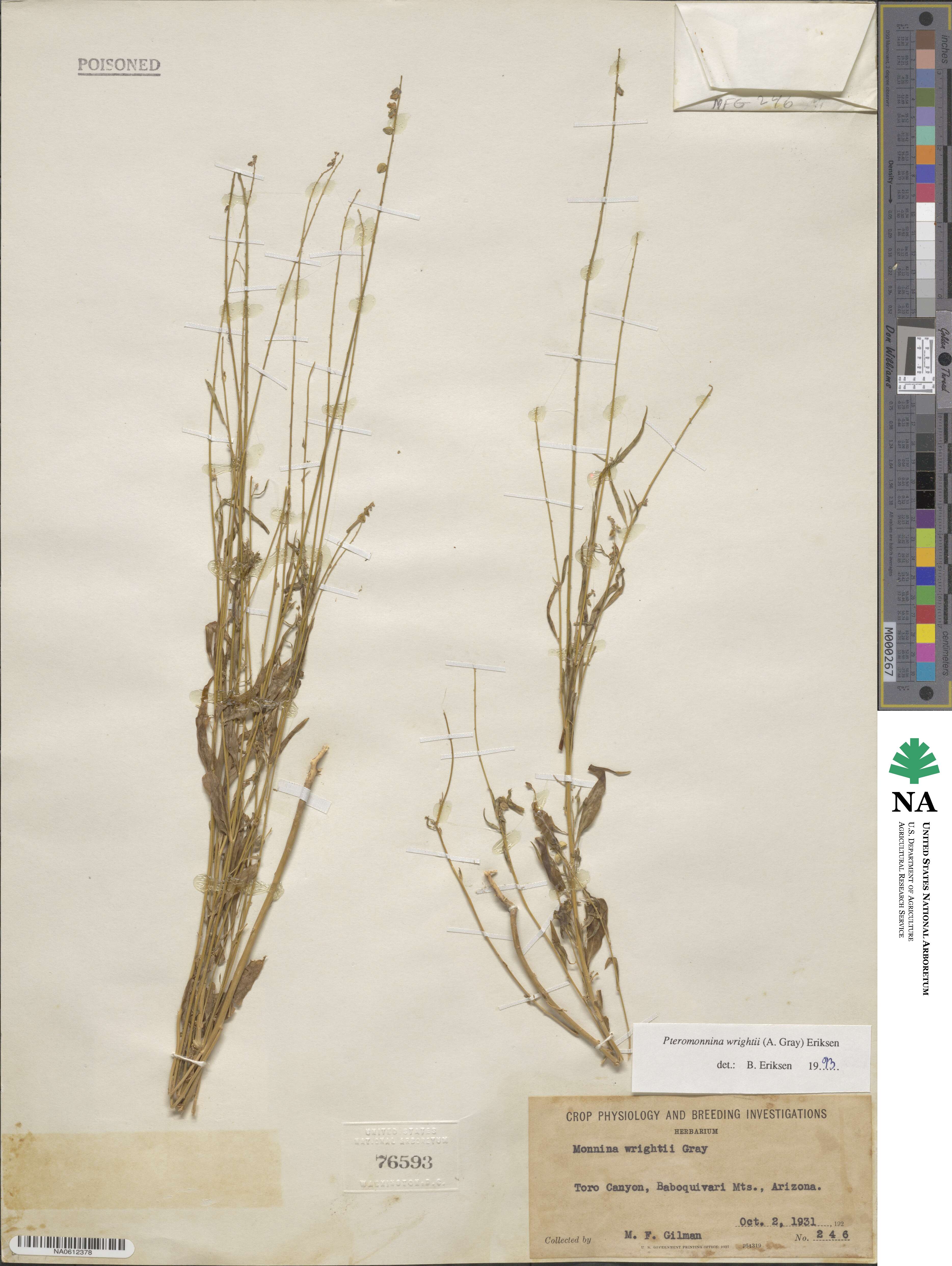 Monnina wrightii image