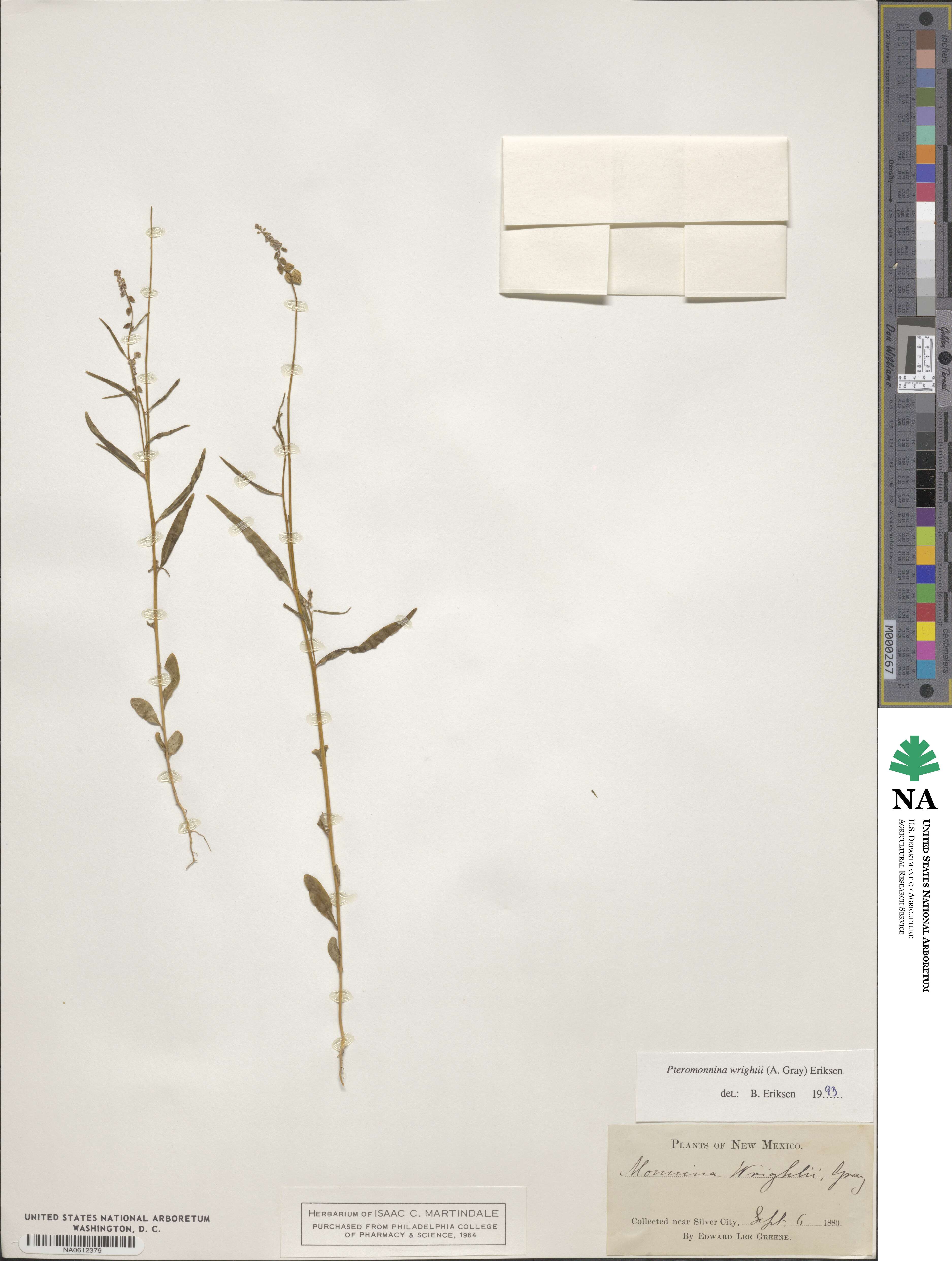 Monnina wrightii image