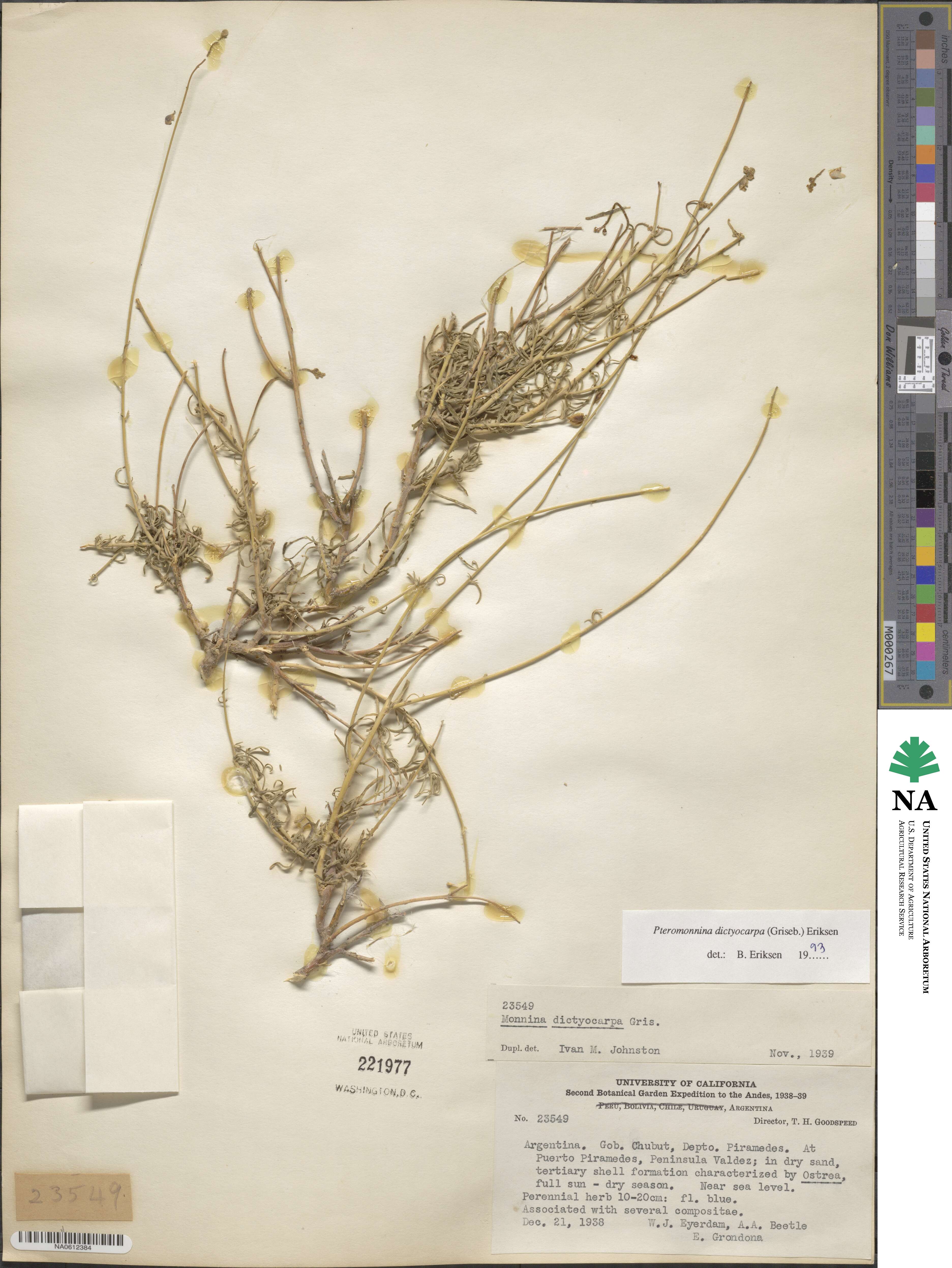 Monnina dictyocarpa image