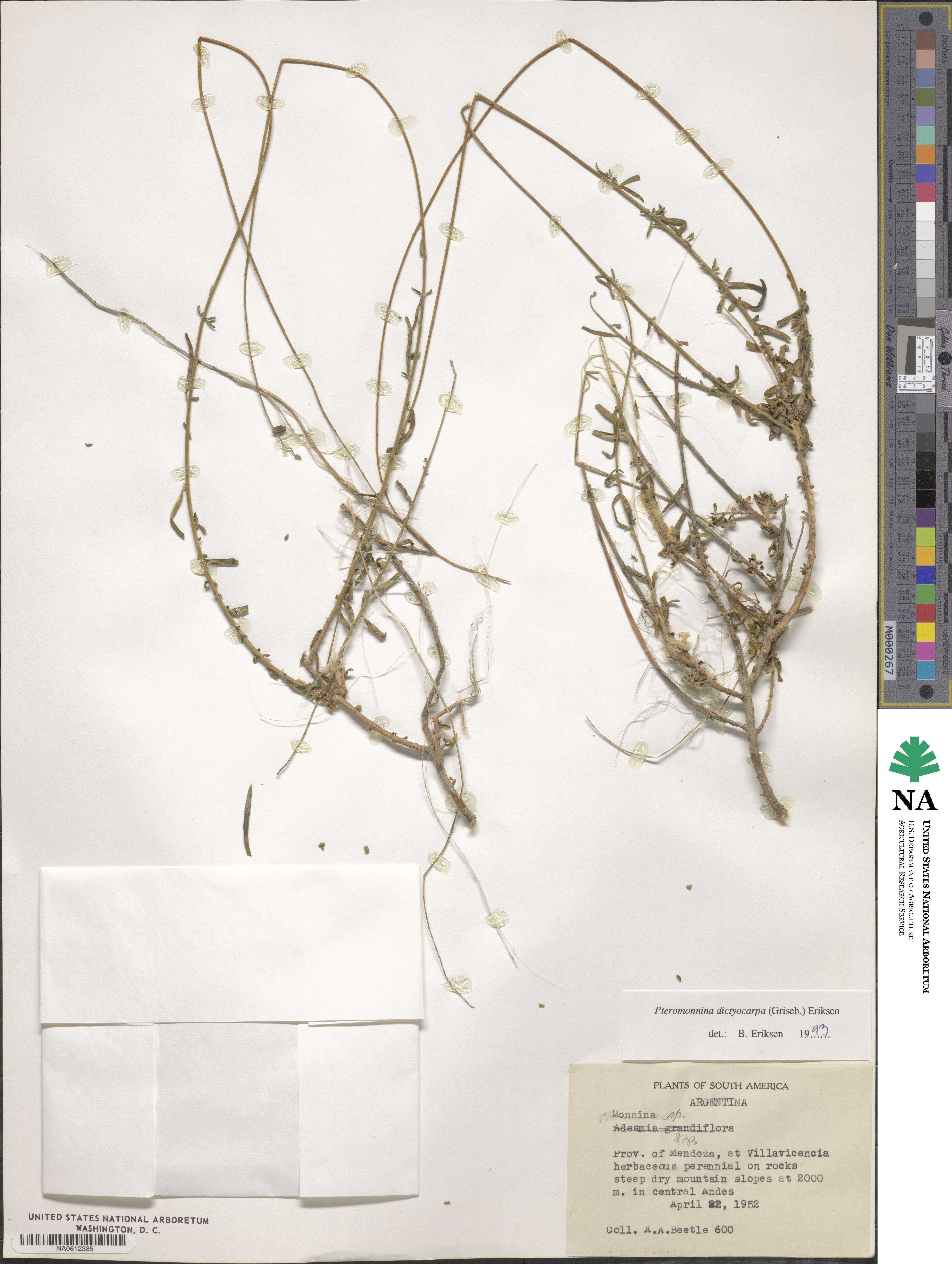 Monnina dictyocarpa image
