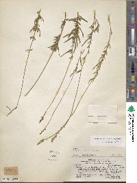 Image of Monnina linearifolia