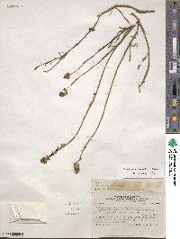 Monnina linearifolia image