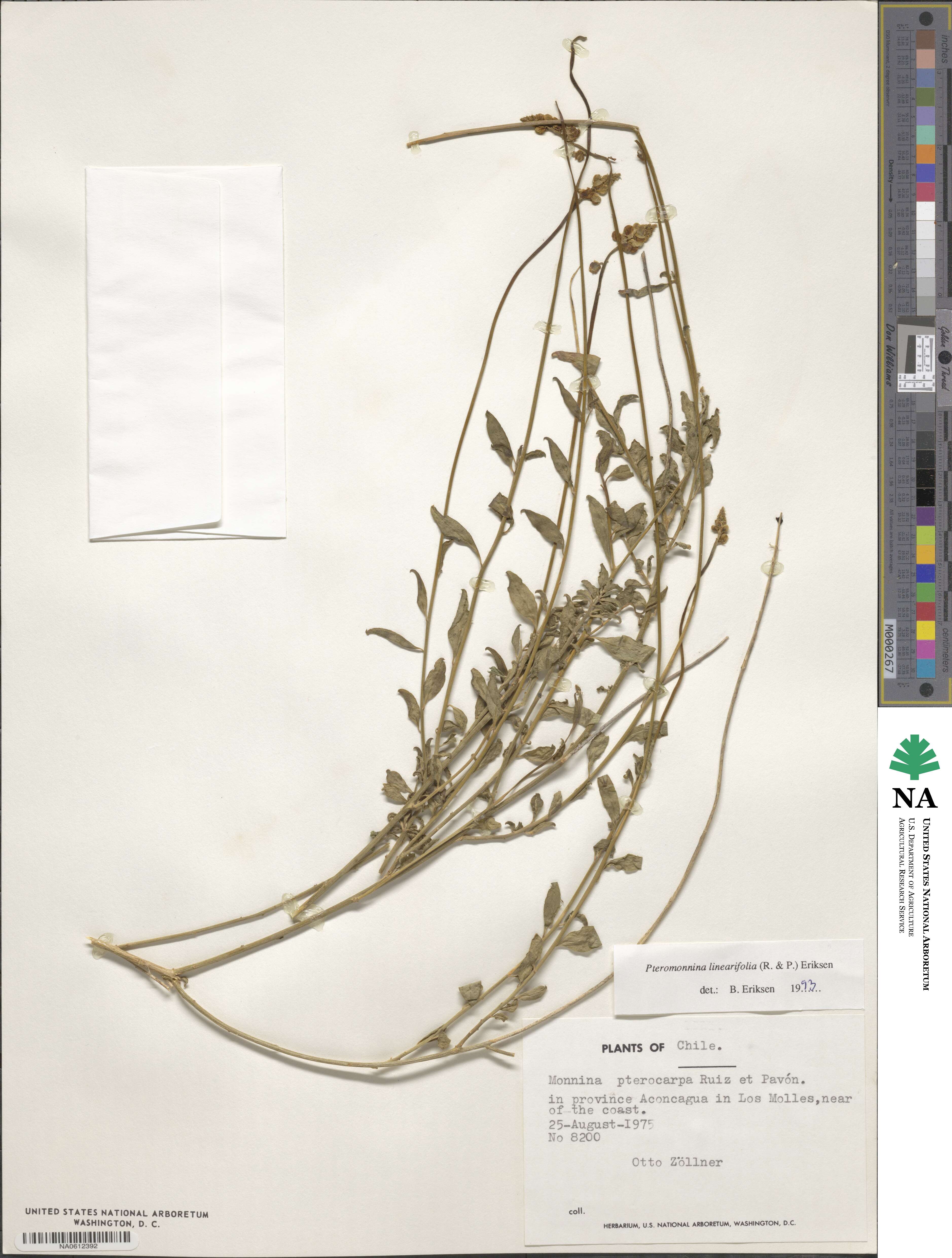 Monnina linearifolia image