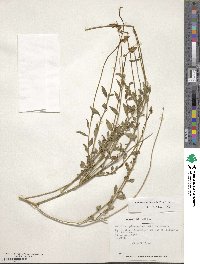 Monnina linearifolia image