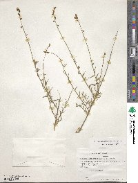 Monnina linearifolia image