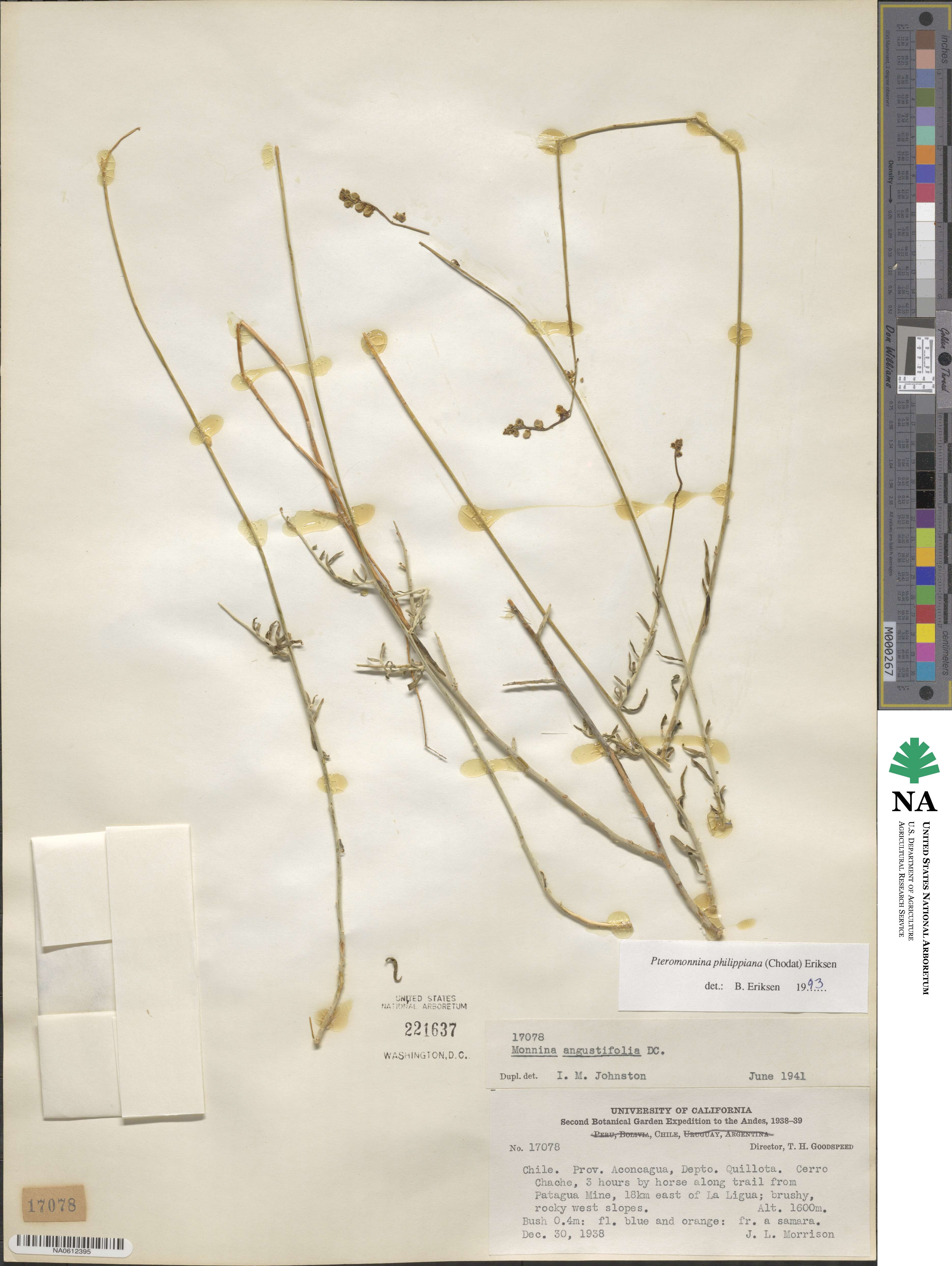 Monnina philippiana image