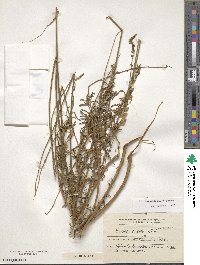 Image of Monnina cuneata