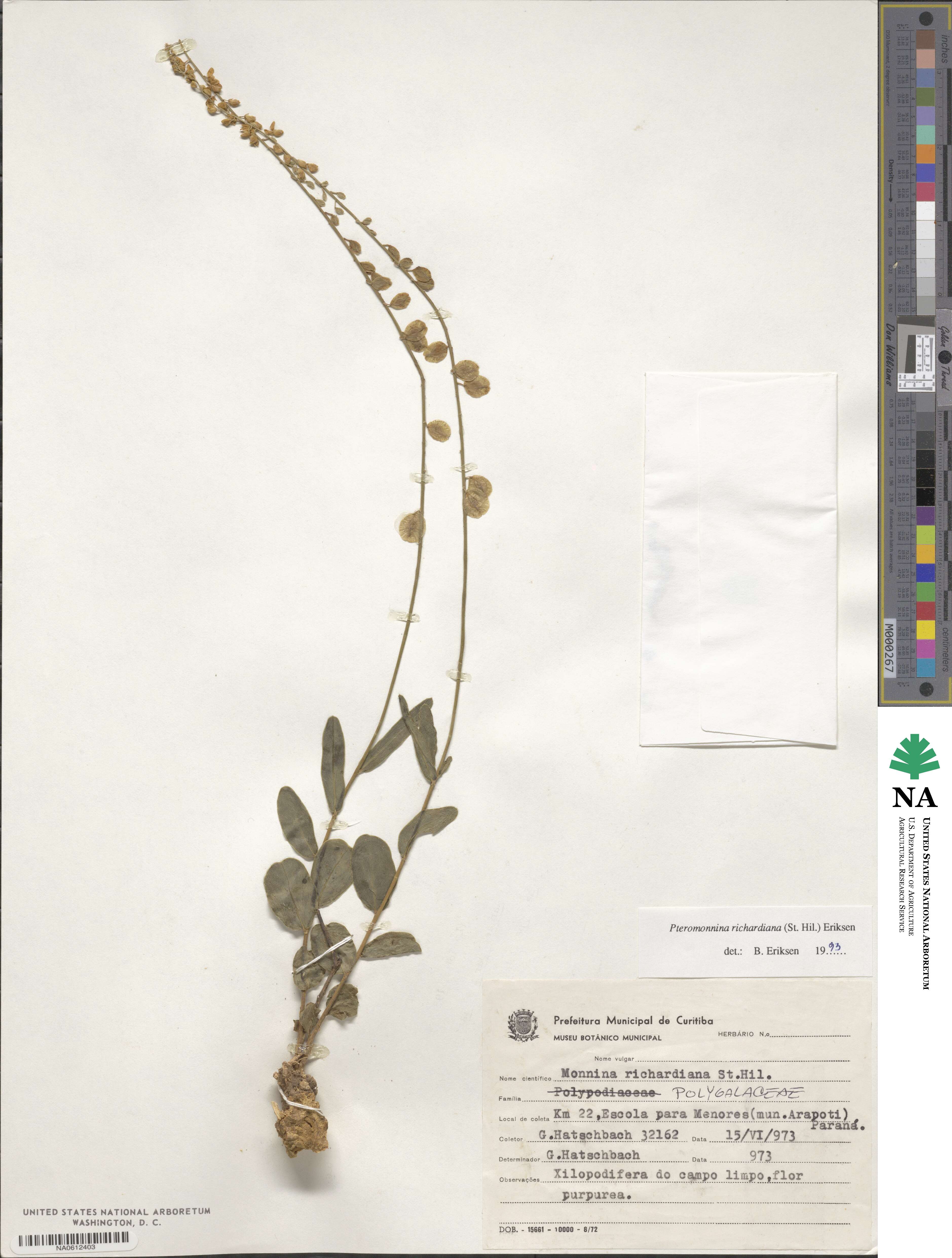 Monnina richardiana image