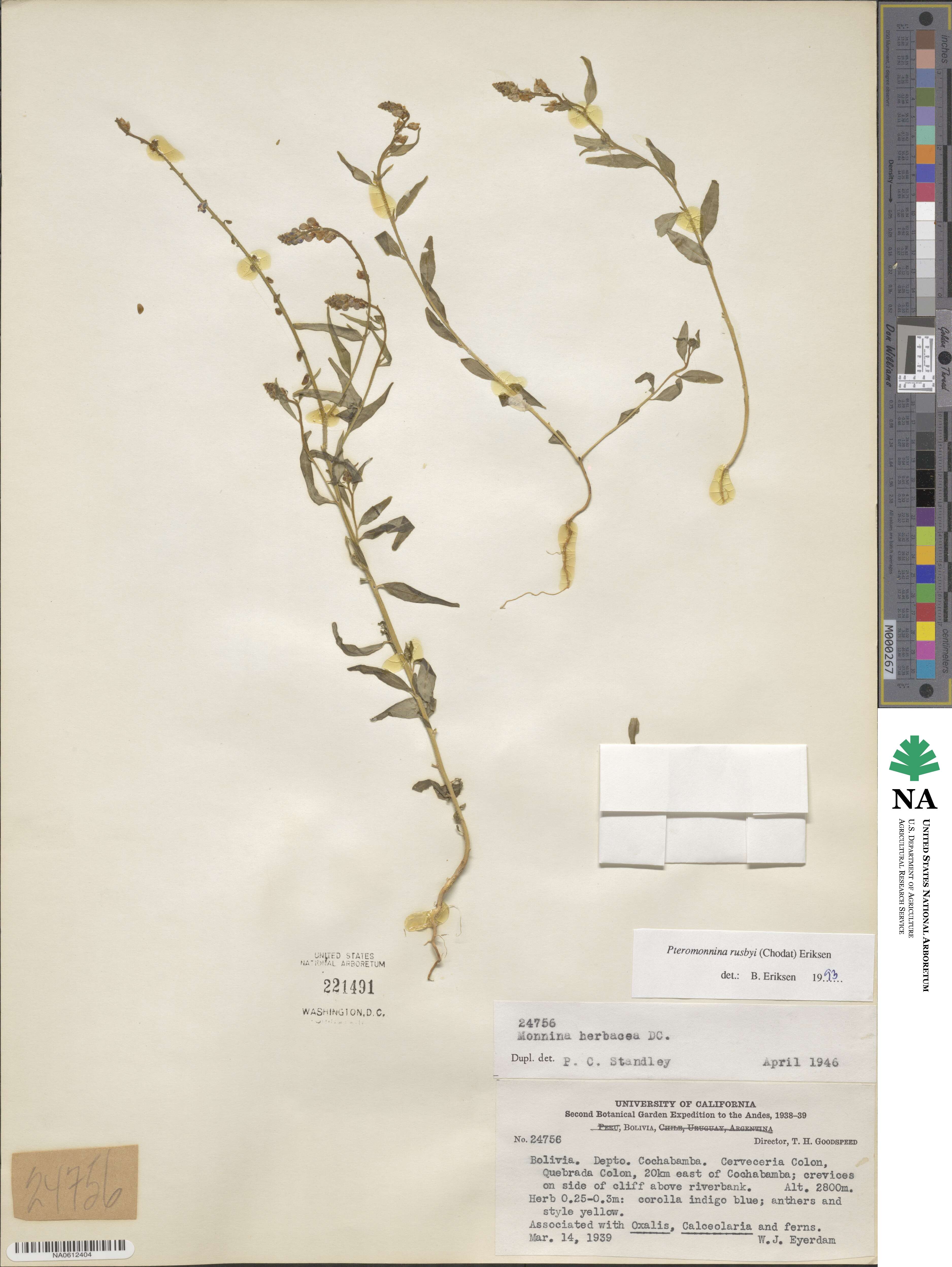 Monnina rusbyi image