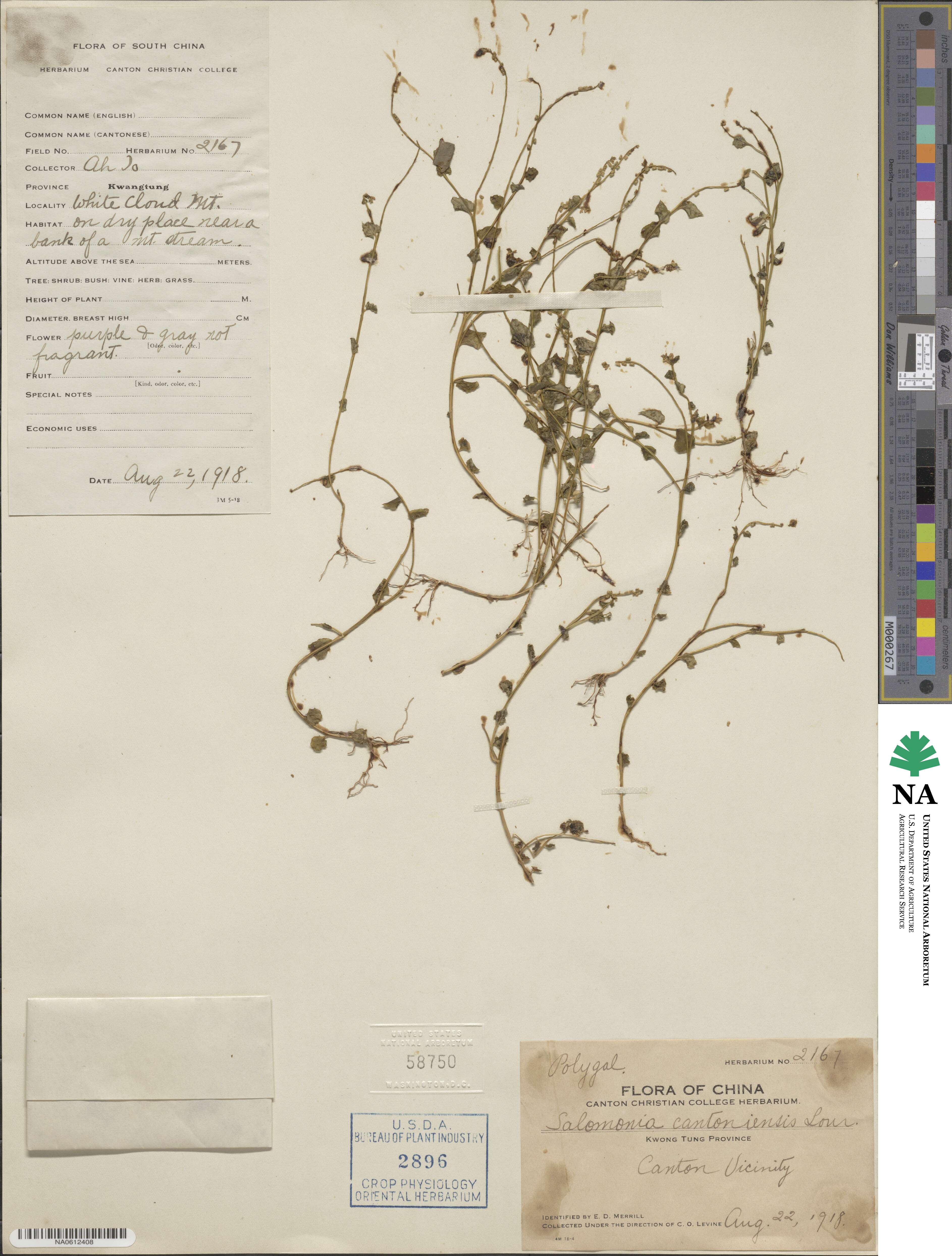 Salomonia cantoniensis image