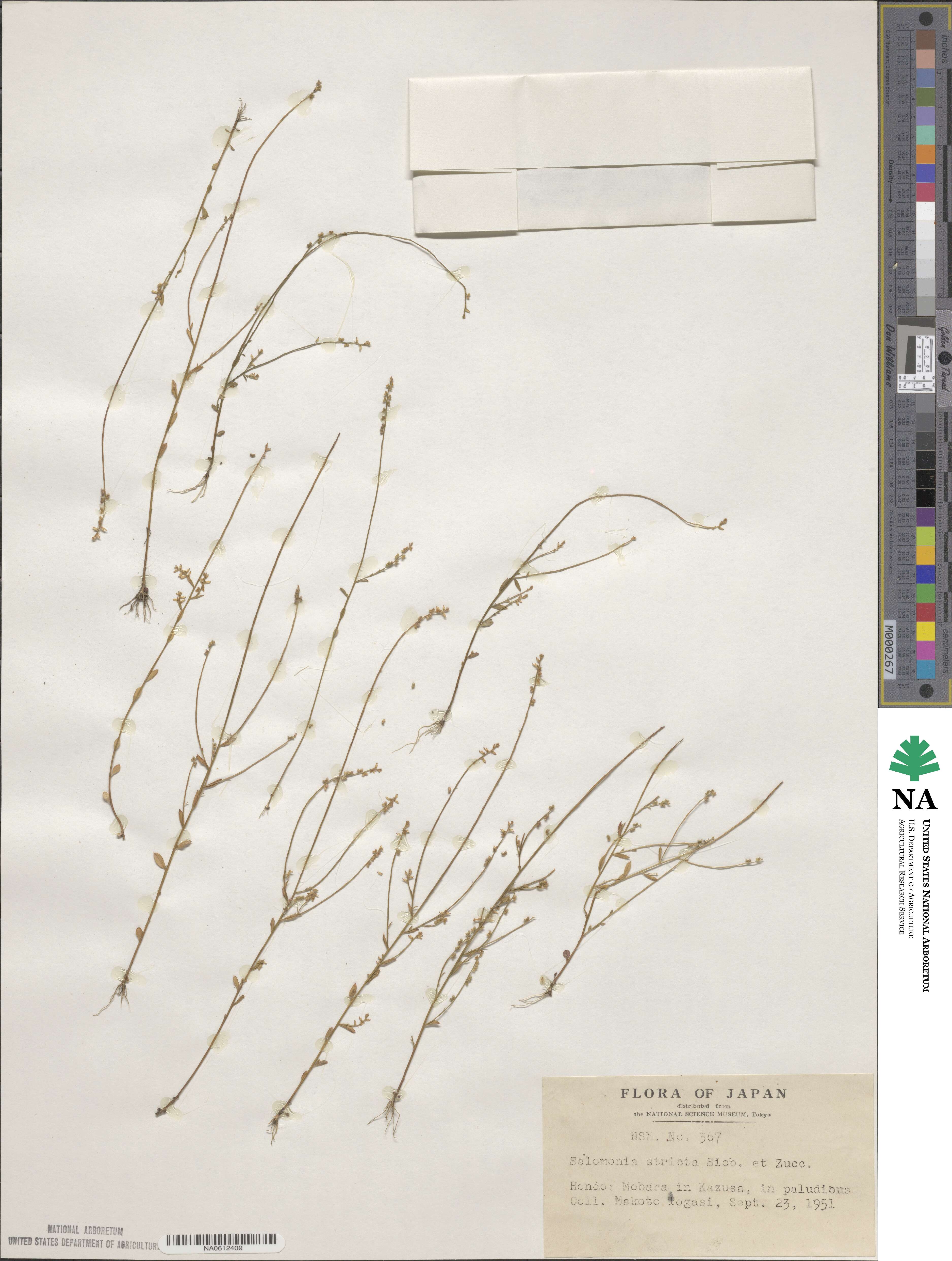 Salomonia ciliata image