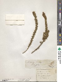 Muraltia heisteria image