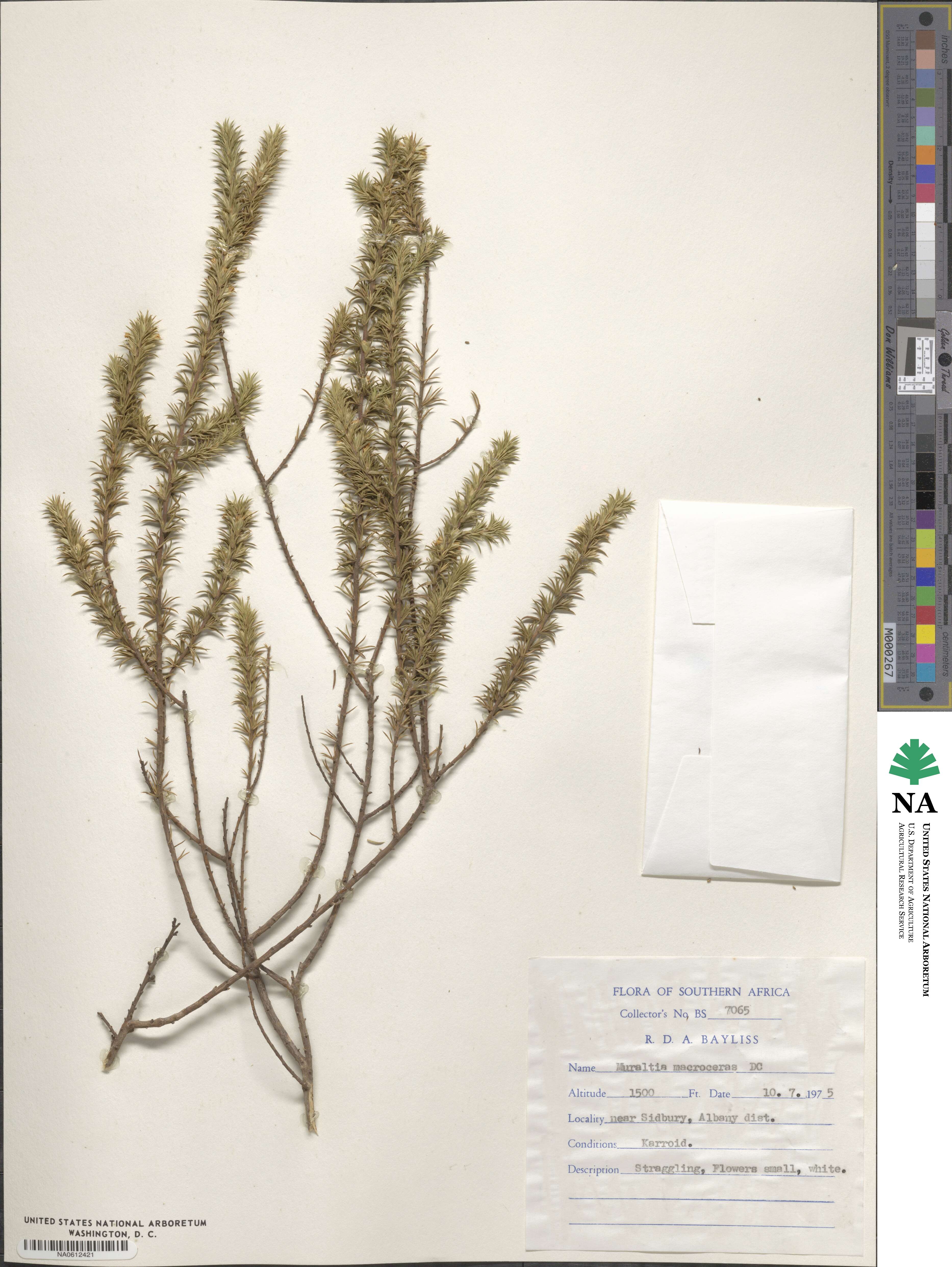 Muraltia macroceras image