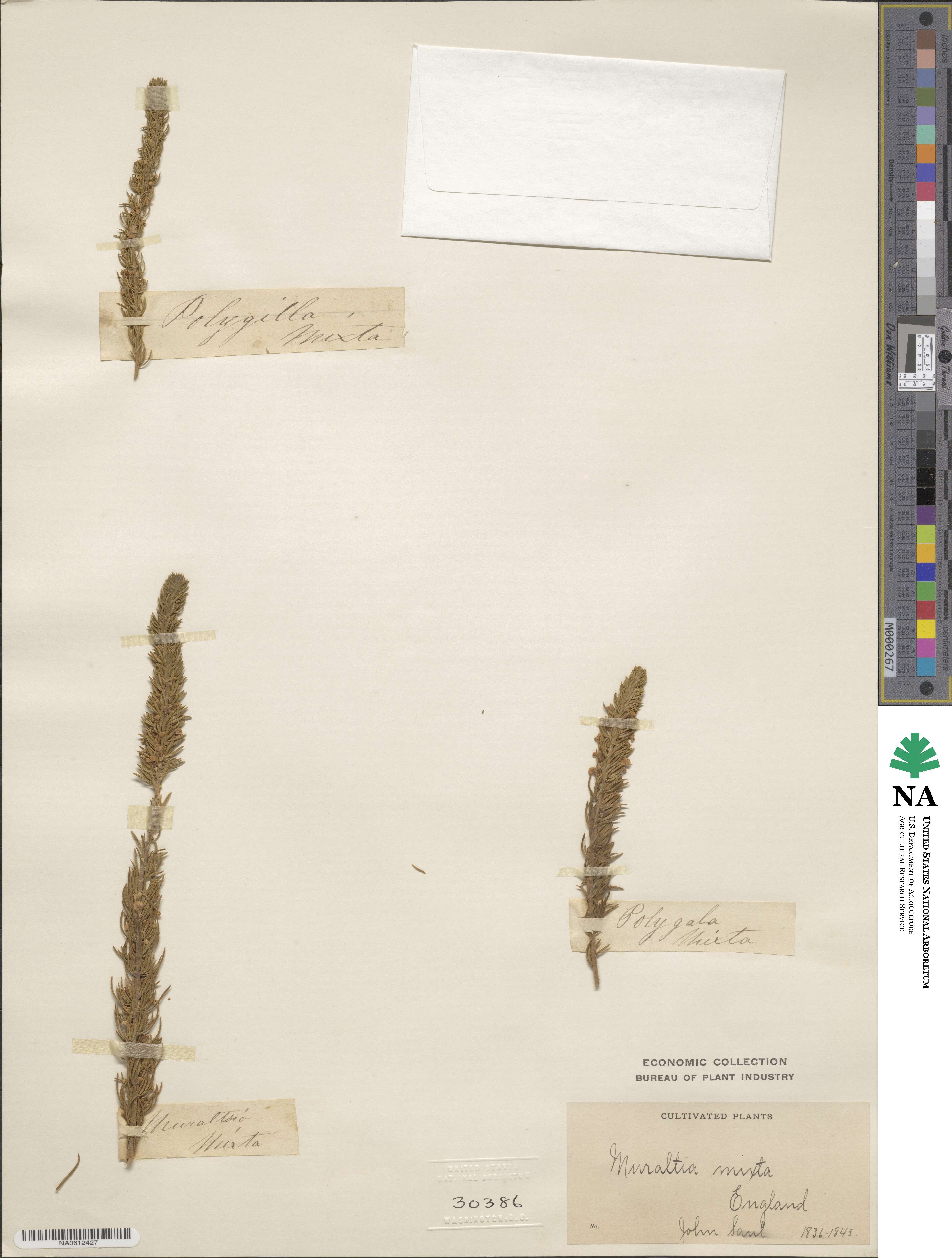 Muraltia mixta image