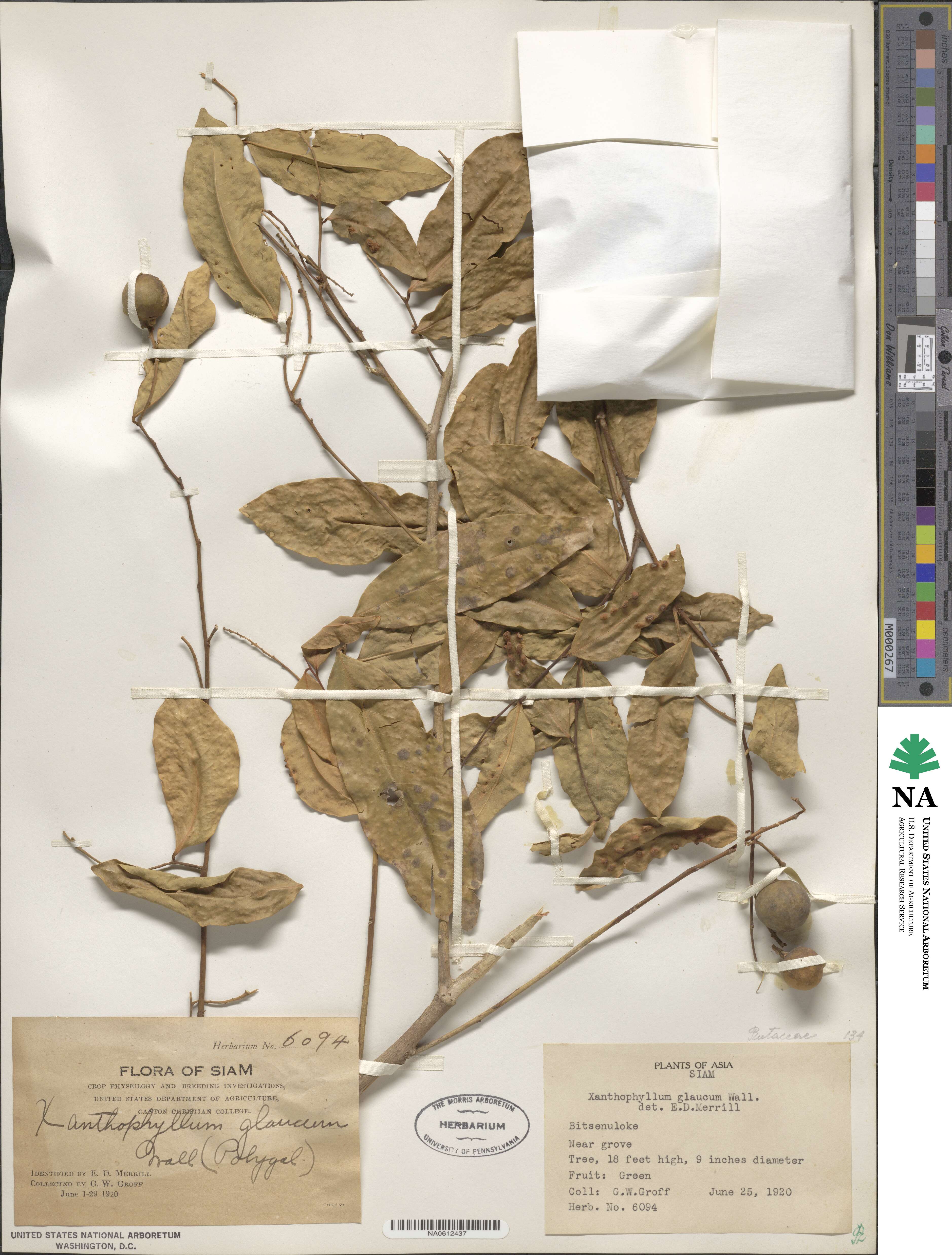 Xanthophyllum image