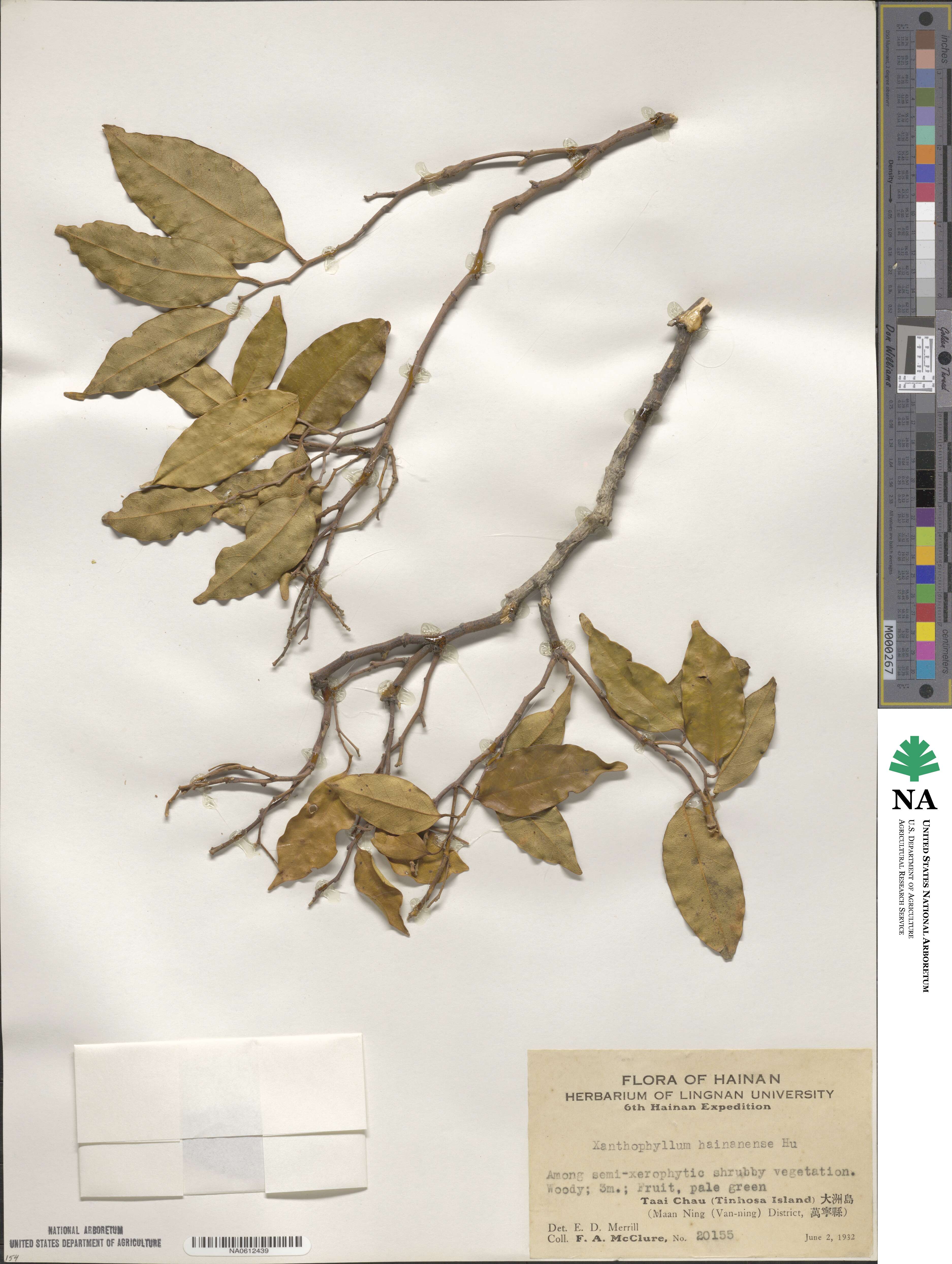 Xanthophyllum hainanense image