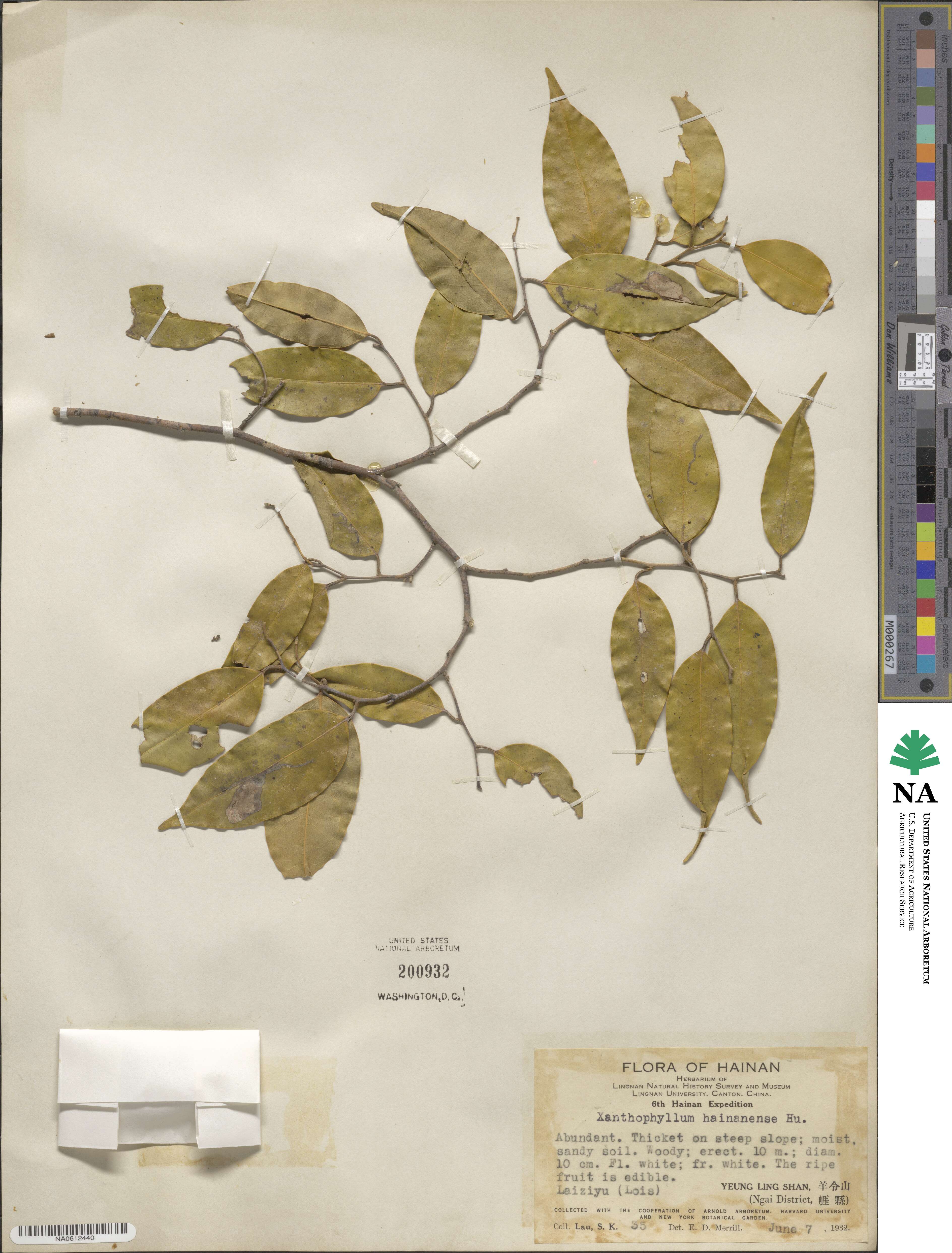 Xanthophyllum hainanense image