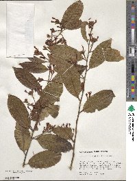 Diclidanthera penduliflora image