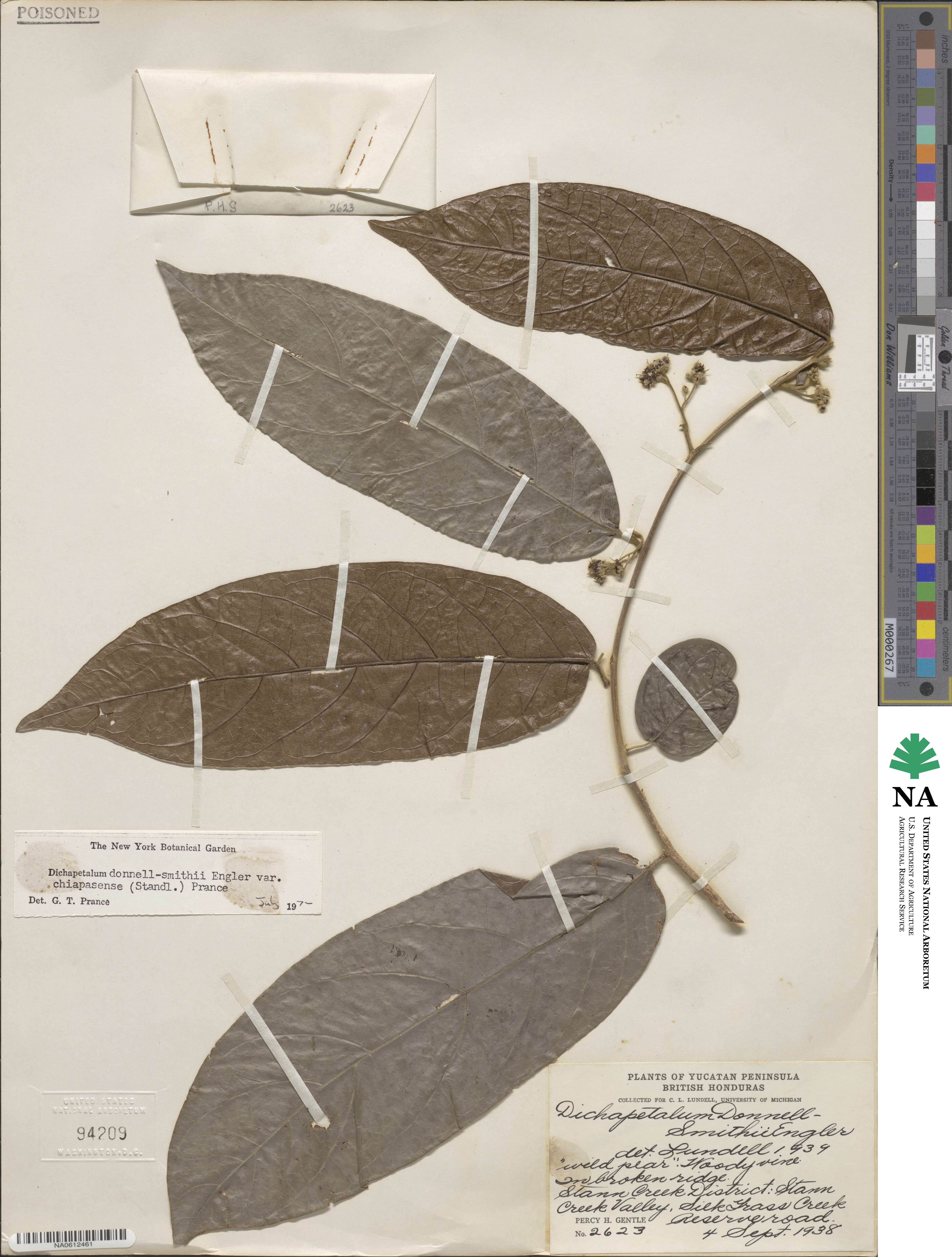 Dichapetalum donnell-smithii var. chiapasense image