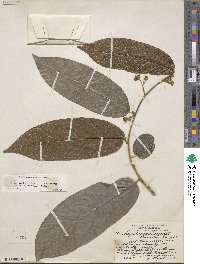 Dichapetalum donnell-smithii image