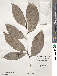 Image of Dichapetalum mombuttense