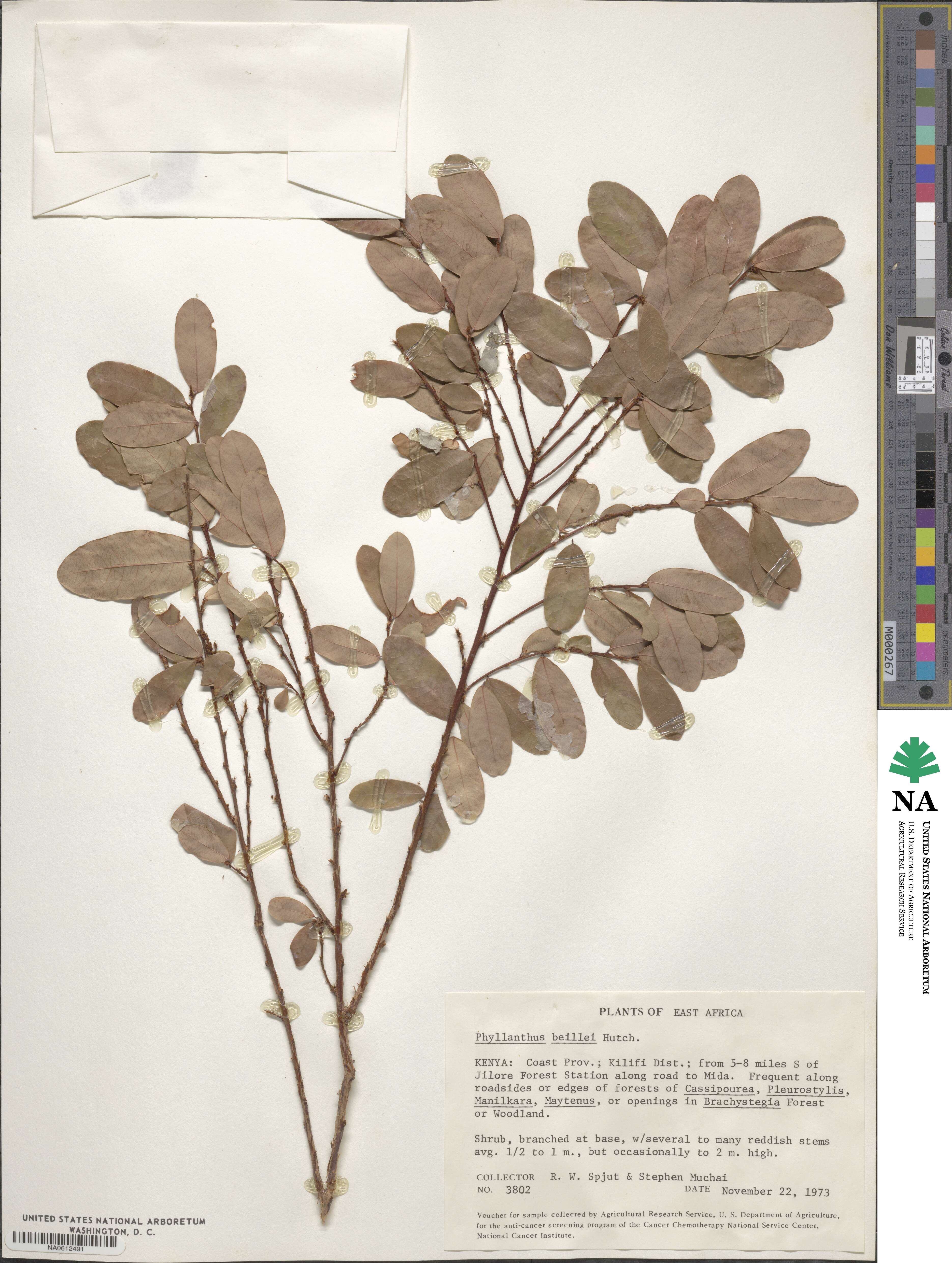Phyllanthus welwitschianus image