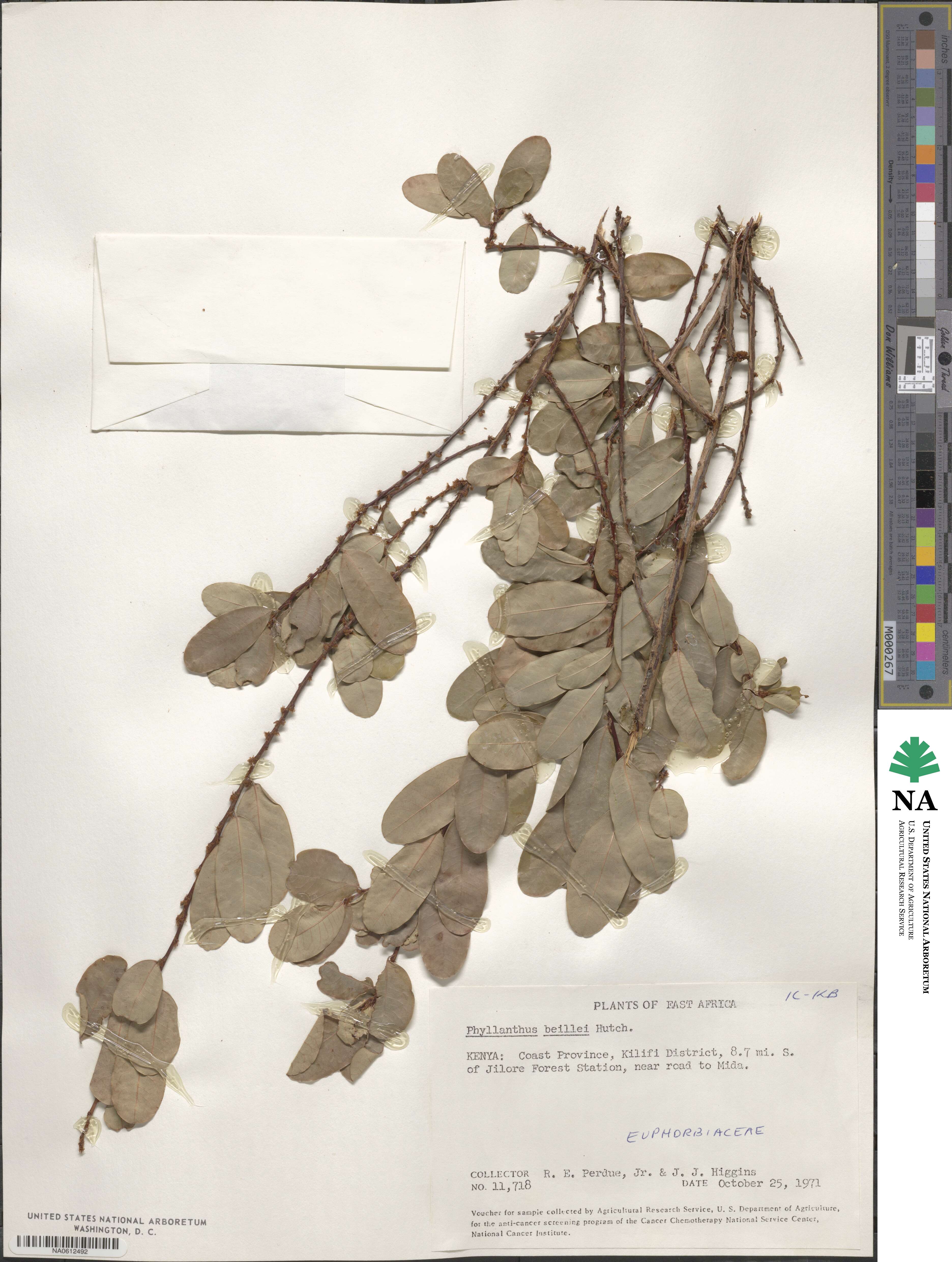 Phyllanthus welwitschianus image